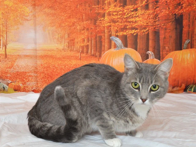 Tabitha