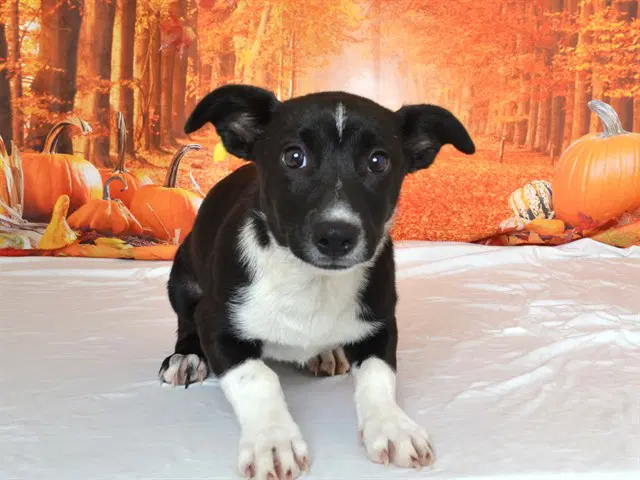Eerie - Border Collie