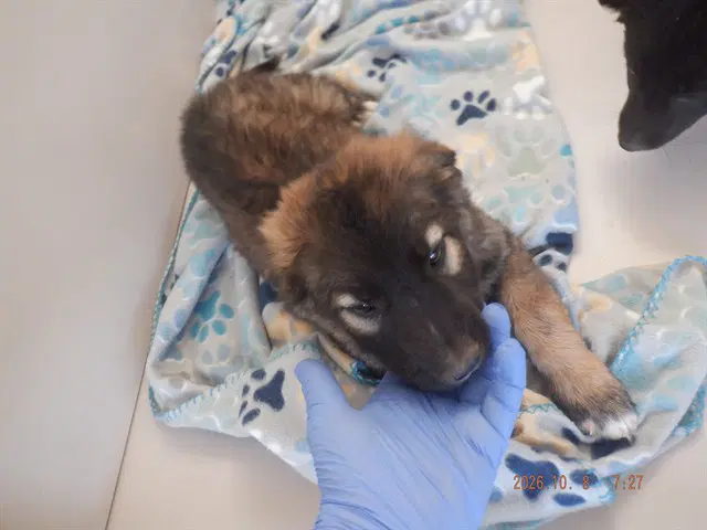 Unknown - German Shepherd Dog
