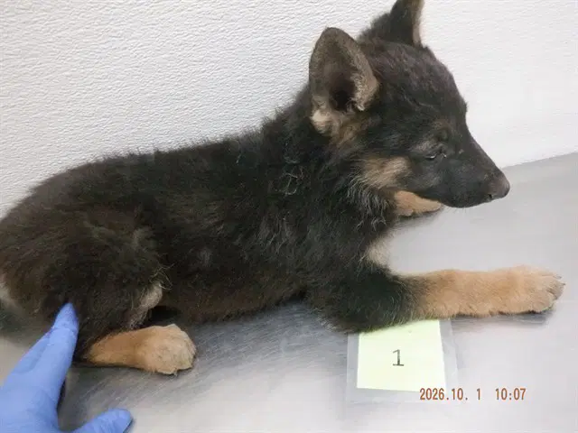 Pumpkin - German Shepherd Dog