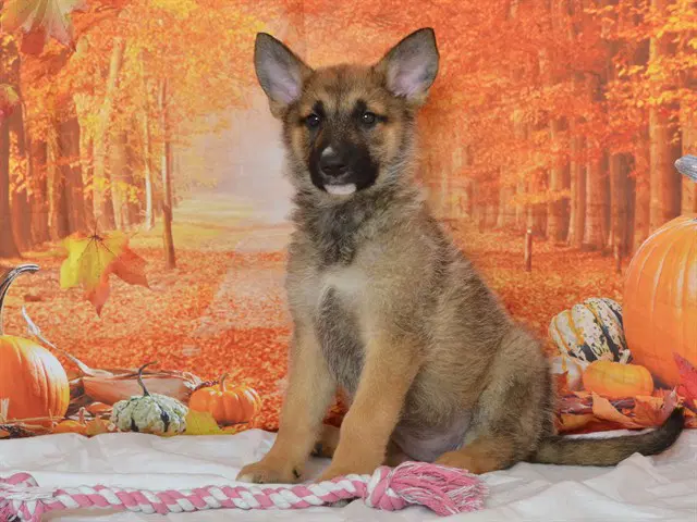 Laurie - German Shepherd Dog