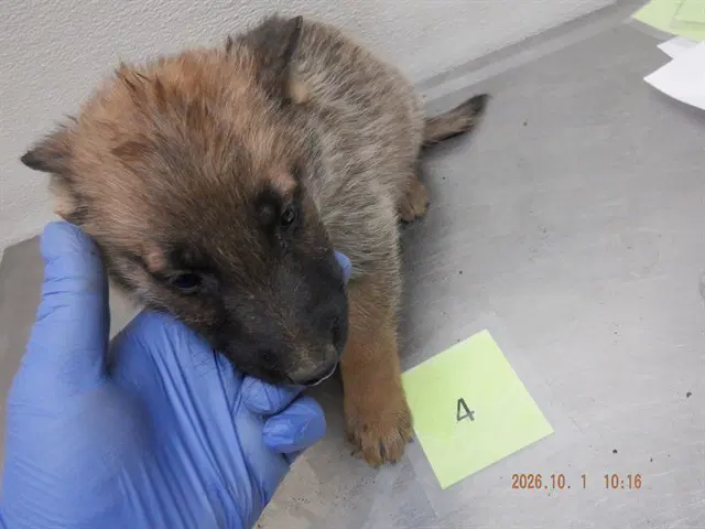 Gomez - German Shepherd Dog