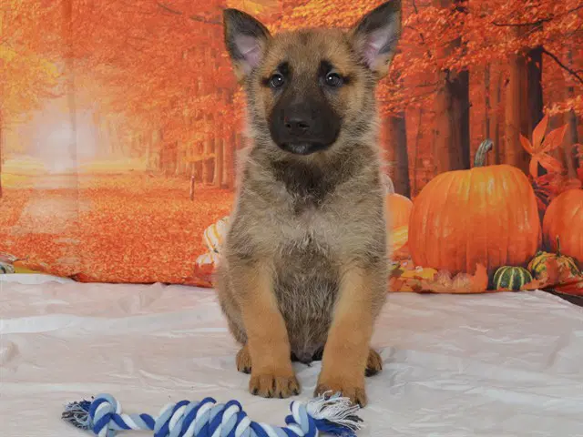 Gomez - Shepherd