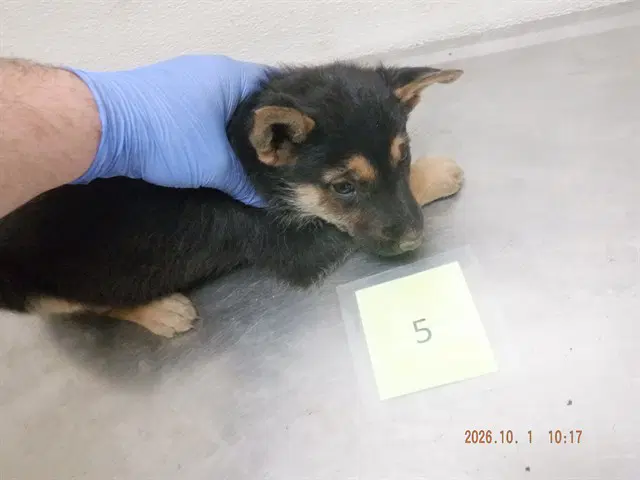 Sabrina - German Shepherd Dog