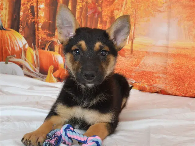 Sabrina - Shepherd mix