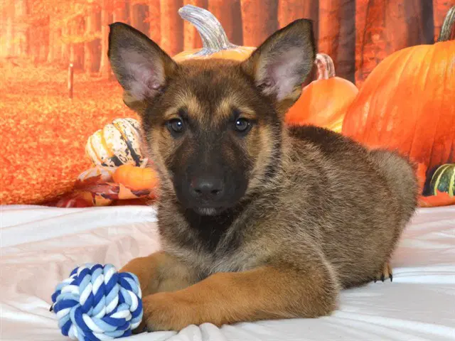 Munster - Shepherd