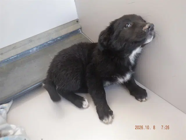 Unknown - German Shepherd Dog