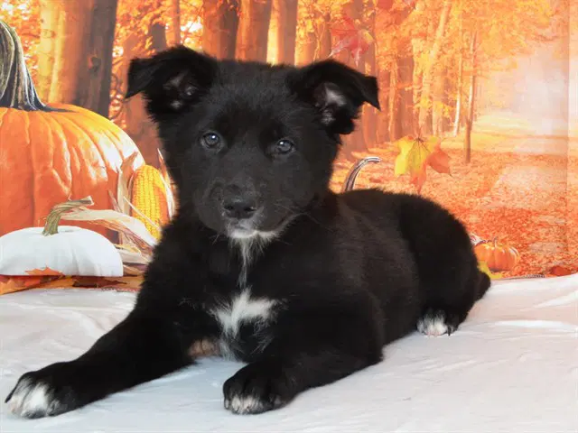 Unknown - German Shepherd Dog