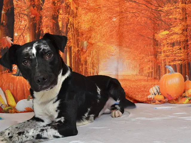 Boo - Catahoula Leopard Dog