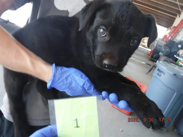 Salem - Labrador Retriever