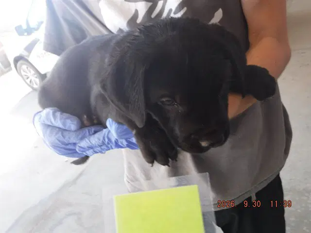 Shadow - Labrador Retriever