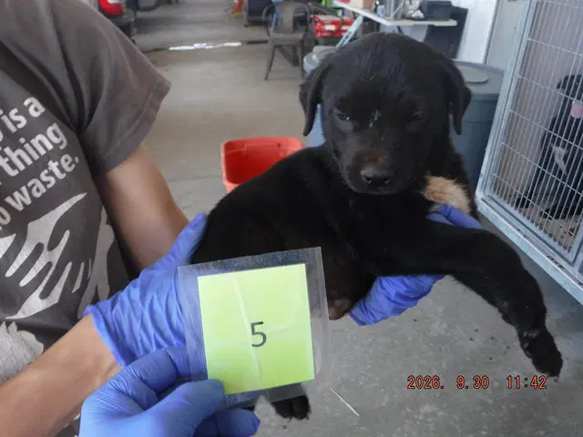 Midnight - Labrador Retriever