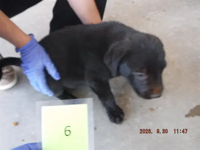 Onyx image 1