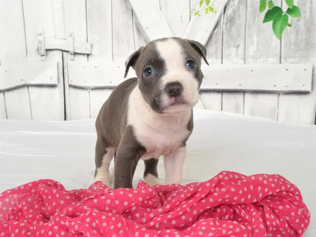 Queen Latifah - Pit Bull Terrier