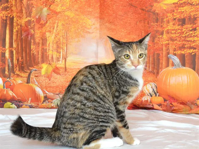 Burger Queen - Domestic Short Hair