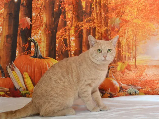 Dwayne Michael Carter Jr - Domestic Short Hair