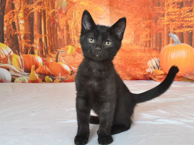 Leo - Domestic Short Hair