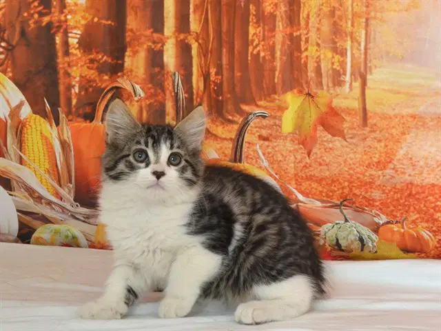 St Augustine - Domestic Short Hair