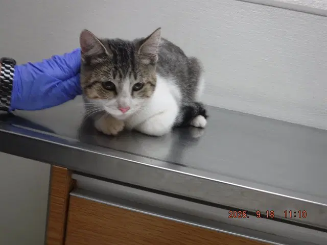 Felix - Domestic Short Hair