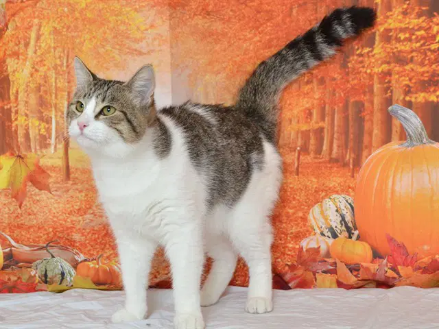 Felix - Domestic Short Hair