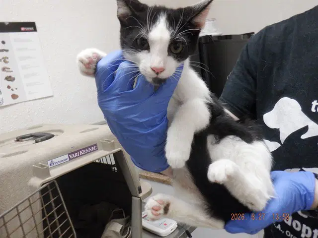Felix - Domestic Short Hair