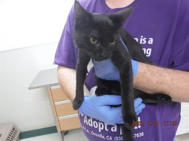 Shadow - Domestic Short Hair