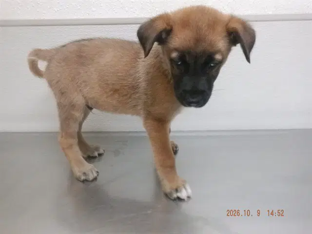 Max - Belgian Shepherd Malinois