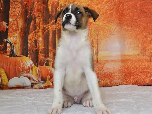 Wally - German Shepherd Dog