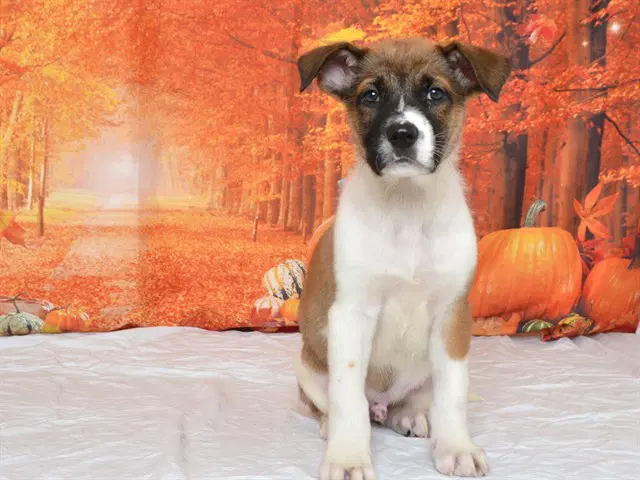 Harry - German Shepherd Dog