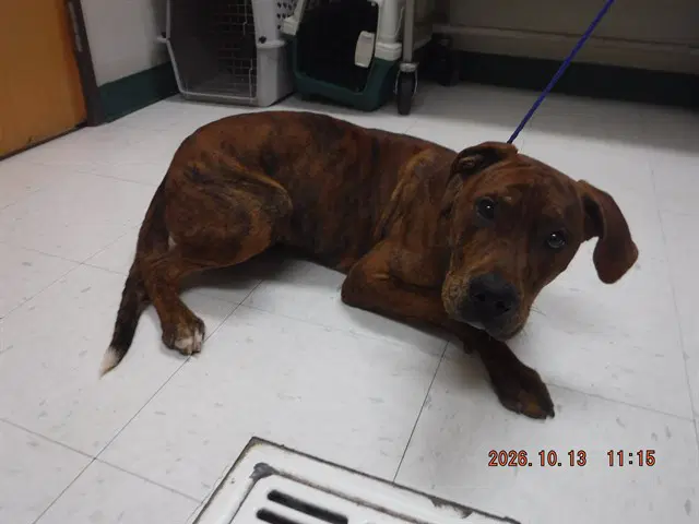 Tiger - Pit Bull Terrier