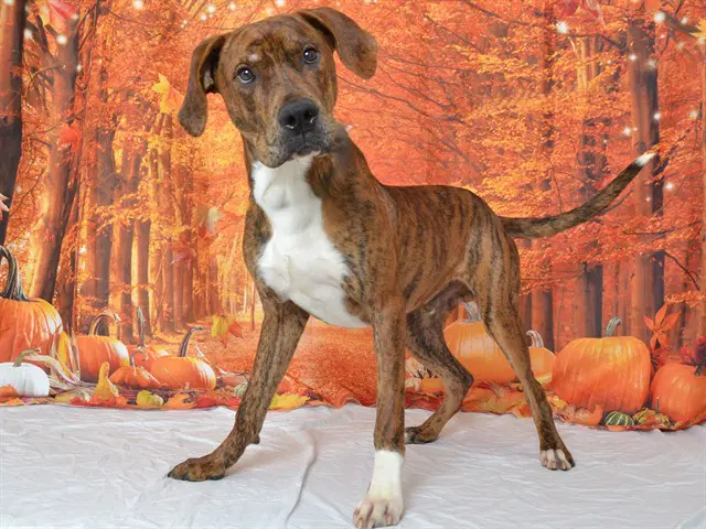 Tiger - Pit Bull Terrier