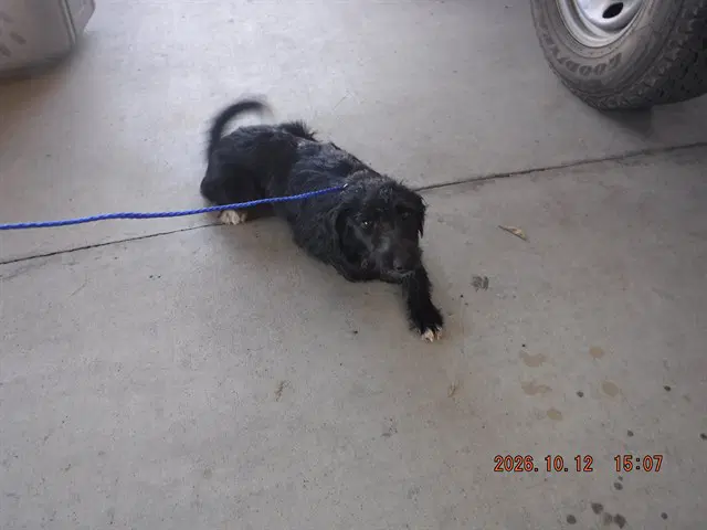 Suzi - Miniature Schnauzer
