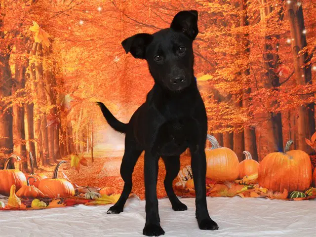 Holli - German Shepherd Dog