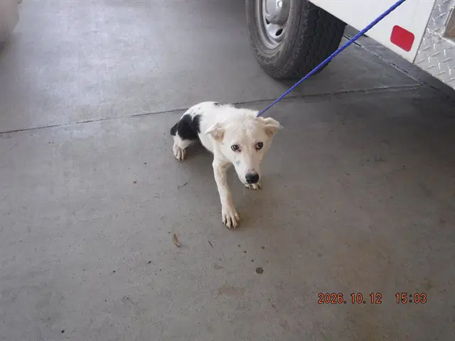 York - Border Collie