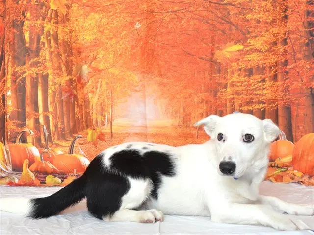 York - Border Collie