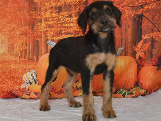 Unknown - Doberman Pinscher
