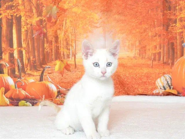 Spengler - Siamese