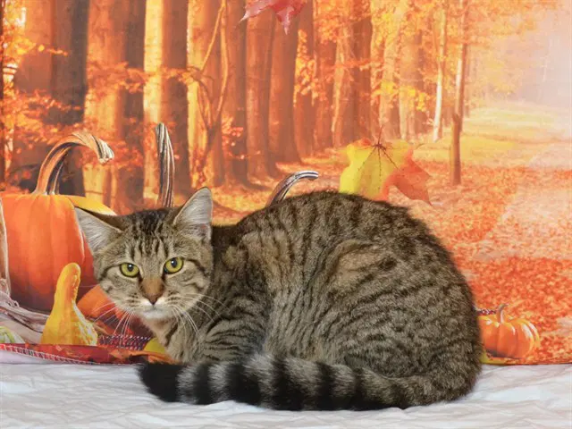 Cider - Domestic Short Hair