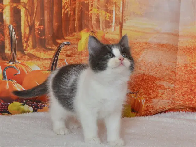 Harper - Domestic Long Hair