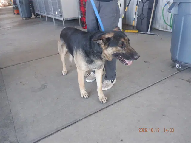 Unknown - German Shepherd Dog