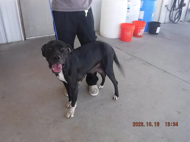 Unknown - Pit Bull Terrier