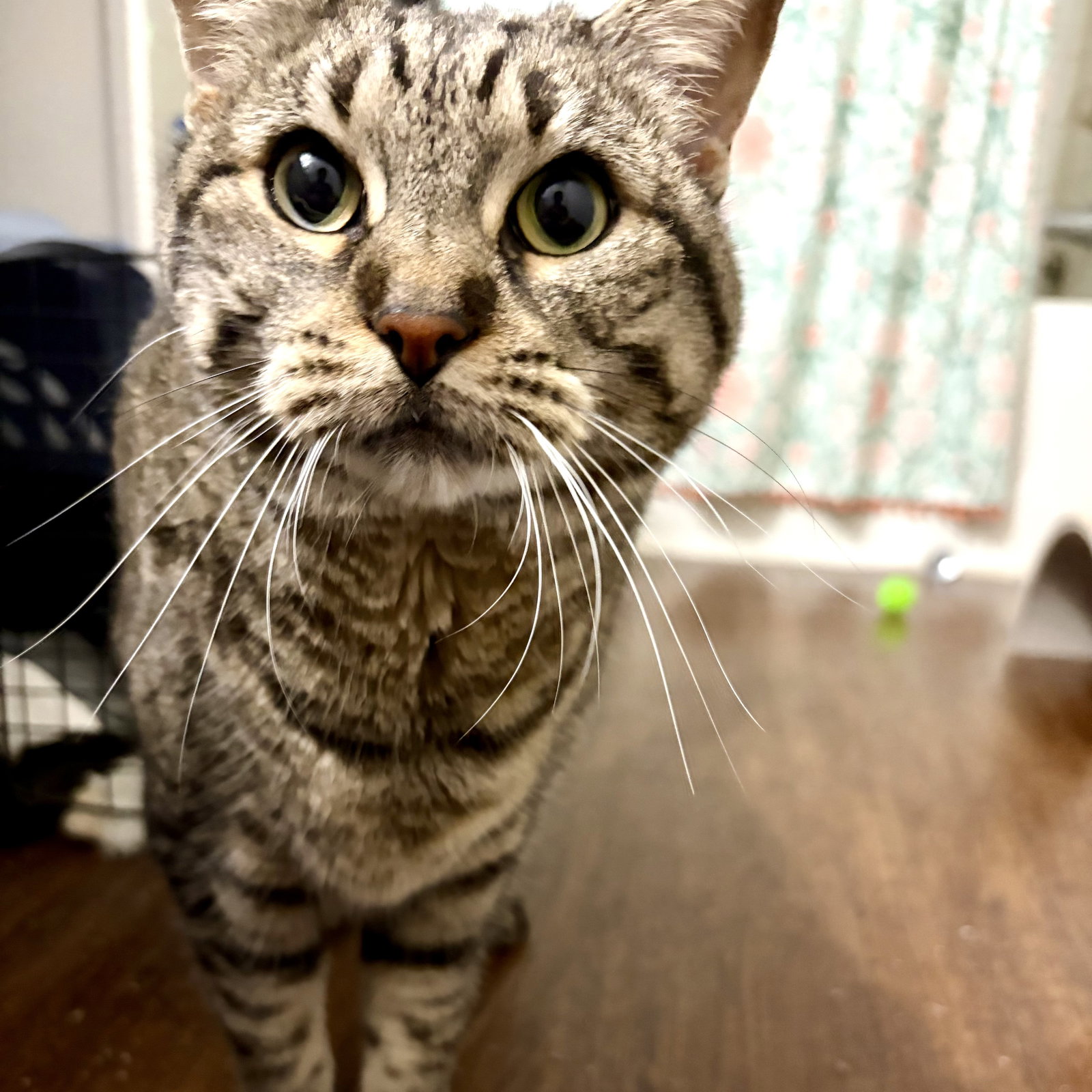 Sheila, photo 13