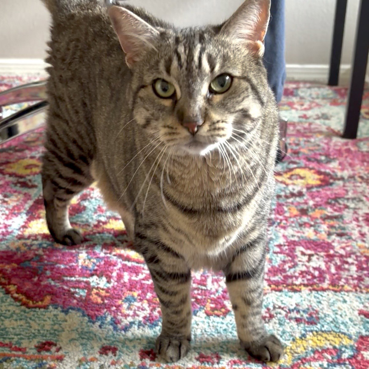 Sheila, photo 8