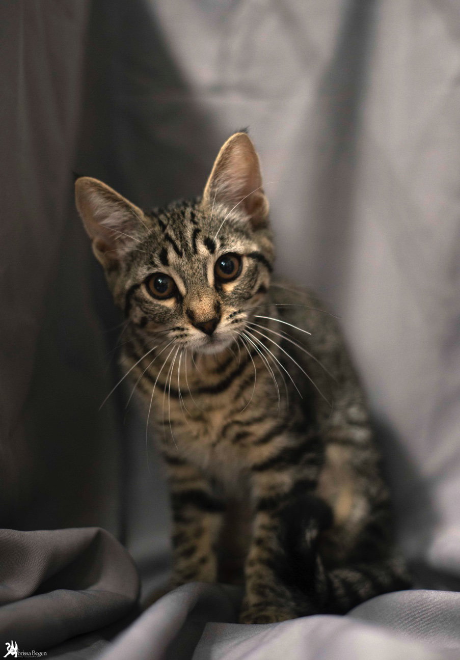 Sheila, photo 17
