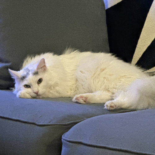 Whitney, an adoptable Persian in Richardson, TX