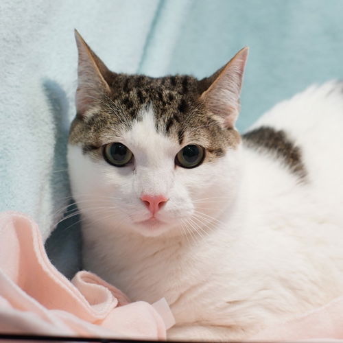 picture of the cat needing adoption