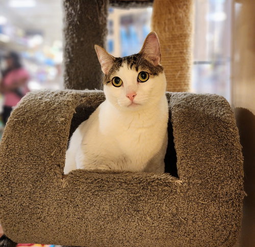 picture of the cat needing adoption
