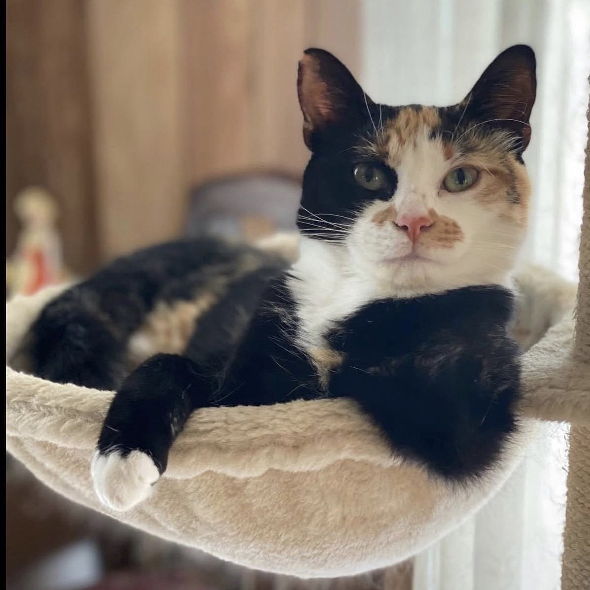 Hemi