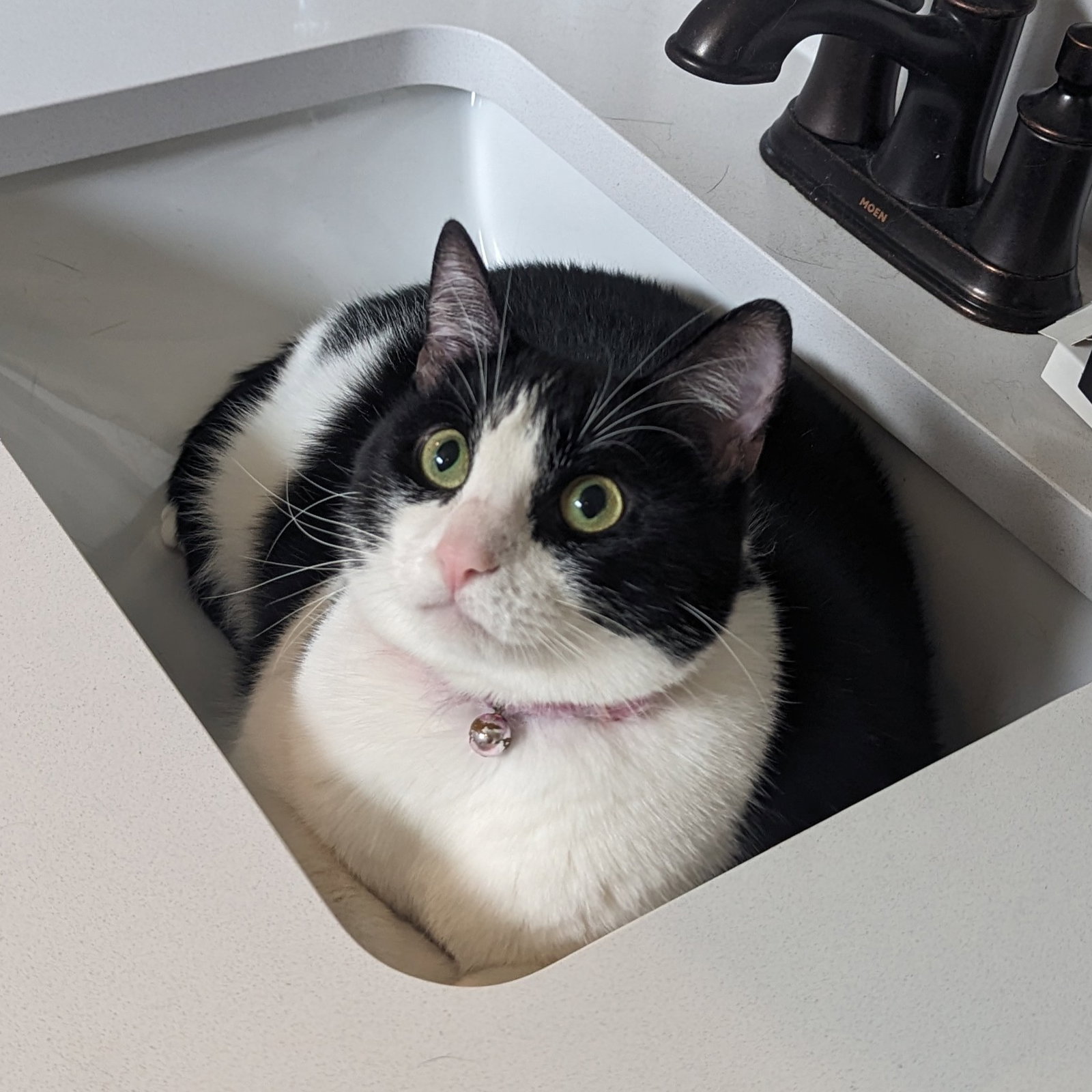 Juniper, Tuxedo