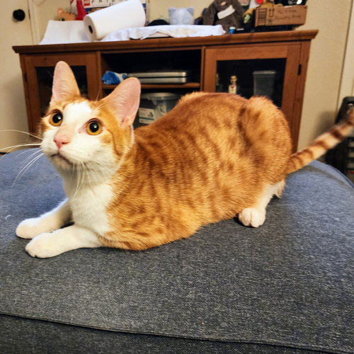 CALVIN KLEIN - Tabby / Domestic Short Hair available for adoption